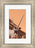 Close-up of Oryx, Namib-Naukluft Park, Namibia, Africa Fine Art Print