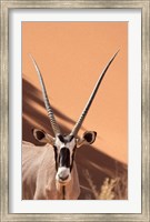 Close-up of Oryx, Namib-Naukluft Park, Namibia, Africa Fine Art Print