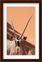 Close-up of Oryx, Namib-Naukluft Park, Namibia, Africa Fine Art Print