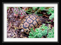 Angulate Tortoise in Flowers, South Africa Fine Art Print