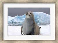 Crabeater seal, saltwater pan of sea ice, Antarctica Fine Art Print