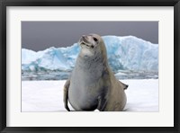 Crabeater seal, saltwater pan of sea ice, Antarctica Fine Art Print