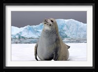 Crabeater seal, saltwater pan of sea ice, Antarctica Fine Art Print