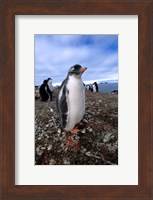 Gentoo penguin chick, Antarctica Fine Art Print