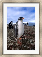 Gentoo penguin chick, Antarctica Fine Art Print