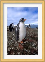 Gentoo penguin chick, Antarctica Fine Art Print