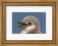 Antarctica, Half Moon Island, Chinstrap penguin chick Fine Art Print