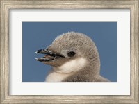 Antarctica, Half Moon Island, Chinstrap penguin chick Fine Art Print