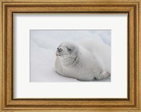 Antarctica, White Crabeater seal on iceberg Fine Art Print