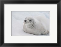 Antarctica, White Crabeater seal on iceberg Fine Art Print