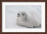 Antarctica, White Crabeater seal on iceberg Fine Art Print