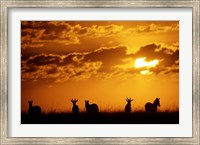 Common Burchelli's Zebras and Topi, Masai Mara Game Reserve, Kenya Fine Art Print