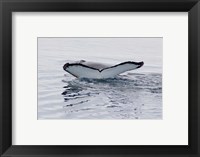 Antarctica, Humpback whales in Southern Ocean Fine Art Print