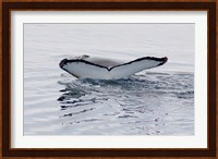 Antarctica, Humpback whales in Southern Ocean Fine Art Print