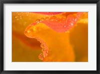 Abstract of Flower Petal in Rain Fine Art Print