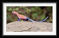 Africa. Tanzania. Agama Lizard at Serengeti NP. Fine Art Print