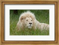 African lion, Inkwenkwezi Private Game Reserve, East London, South Africa Fine Art Print