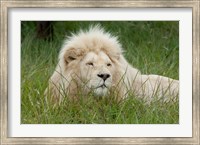 African lion, Inkwenkwezi Private Game Reserve, East London, South Africa Fine Art Print