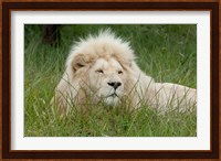 African lion, Inkwenkwezi Private Game Reserve, East London, South Africa Fine Art Print