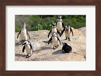 African Penguin colony at Boulders Beach, Simons Town on False Bay, South Africa Fine Art Print