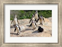 African Penguin colony at Boulders Beach, Simons Town on False Bay, South Africa Fine Art Print