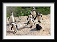 African Penguin colony at Boulders Beach, Simons Town on False Bay, South Africa Fine Art Print