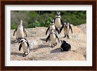 African Penguin colony at Boulders Beach, Simons Town on False Bay, South Africa Fine Art Print