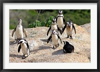 African Penguin colony at Boulders Beach, Simons Town on False Bay, South Africa Fine Art Print