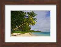 Leaning palm. Anse-Source D'Argent Beach, Seychelles, Africa Fine Art Print