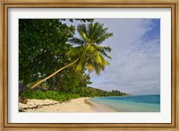 Leaning palm. Anse-Source D'Argent Beach, Seychelles, Africa Fine Art Print