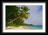 Leaning palm. Anse-Source D'Argent Beach, Seychelles, Africa Fine Art Print