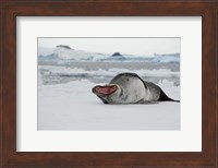 Antarctica, Antarctic Sound, Leopard seal Fine Art Print