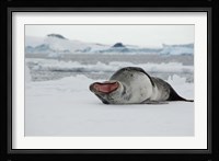 Antarctica, Antarctic Sound, Leopard seal Fine Art Print