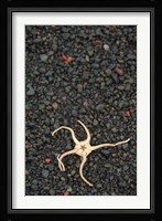 Antarctica, Deception Isl, Starfish Marine Life Fine Art Print