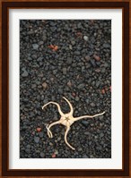 Antarctica, Deception Isl, Starfish Marine Life Fine Art Print