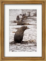 Antarctica, Deception Island Antarctic fur seal Fine Art Print