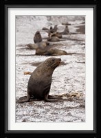 Antarctica, Deception Island Antarctic fur seal Fine Art Print