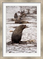 Antarctica, Deception Island Antarctic fur seal Fine Art Print