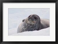 Antarctica, Paradise Harbour, Fat Weddell seal Fine Art Print