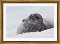 Antarctica, Paradise Harbour, Fat Weddell seal Fine Art Print