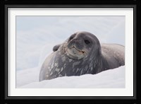 Antarctica, Paradise Harbour, Fat Weddell seal Fine Art Print