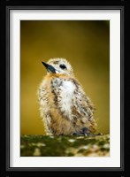 Baby Seagull on Fregate Island, Seychelles Fine Art Print
