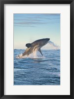 Cape Town, Great white shark moves to strike a seal Fine Art Print