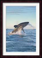 Cape Town, Great white shark moves to strike a seal Fine Art Print