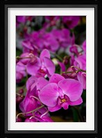 China, Hong Kong, Prince Edward St, Market Fine Art Print