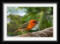 Colorful Bird on Fregate Island, Seychelles, Africa Fine Art Print