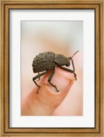 Endemic Fregate Island Beetle, Seychelles Fine Art Print