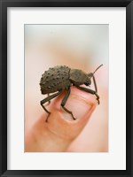 Endemic Fregate Island Beetle, Seychelles Fine Art Print