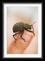 Endemic Fregate Island Beetle, Seychelles Fine Art Print