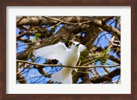 Fairy Turn bird in Trees, Fregate Island, Seychelles Fine Art Print
